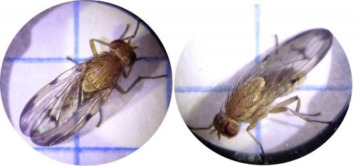 Minettia inusta